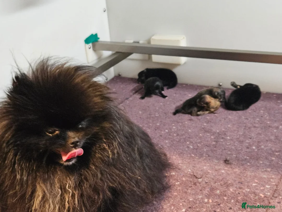 Pomeranian dogs for sale: Stunning litter Pomeranian puppies.  - Advert 1