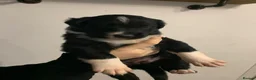 Border Collie dogs for sale: Pure border collie pups - Advert 3