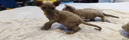 Sphynx cats for sale: Stunning Blue/Grey Sphynx Kittens (Litter of 6) - Advert 9