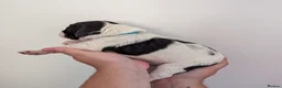 Sprocker dogs for sale: 7 beautiful sprockers - Advert 9
