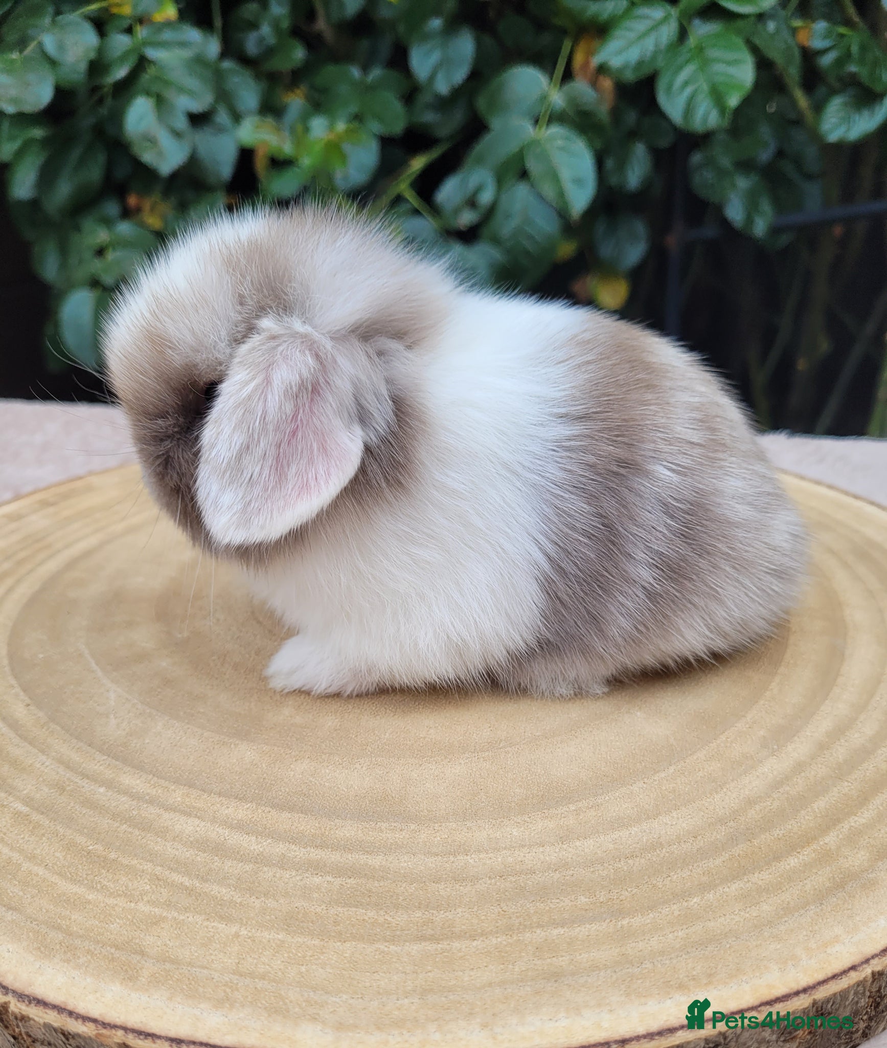 Mini Lop rabbits Beautiful pure bred mini lops - Advert 2