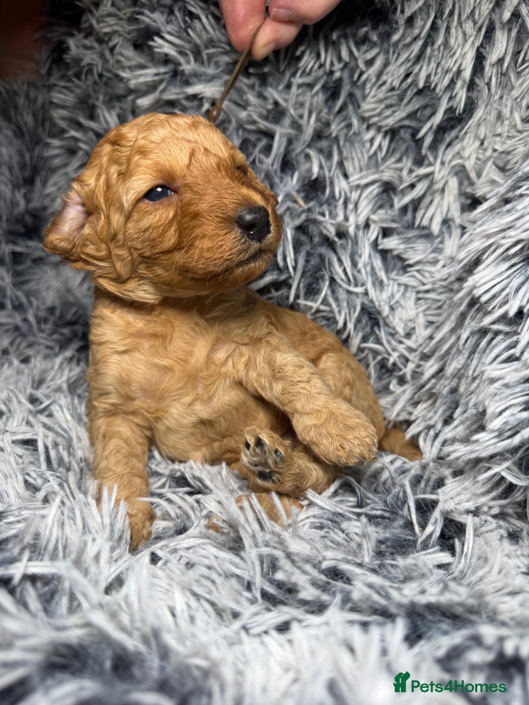 Labradoodle dogs for sale: Exceptional F1BB Labradoodle Puppies - Home Raised - Advert 9