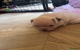 French Bulldog dogs for sale: Chunky French bulldog 3x girl puppies 23/10/25 - Image 4