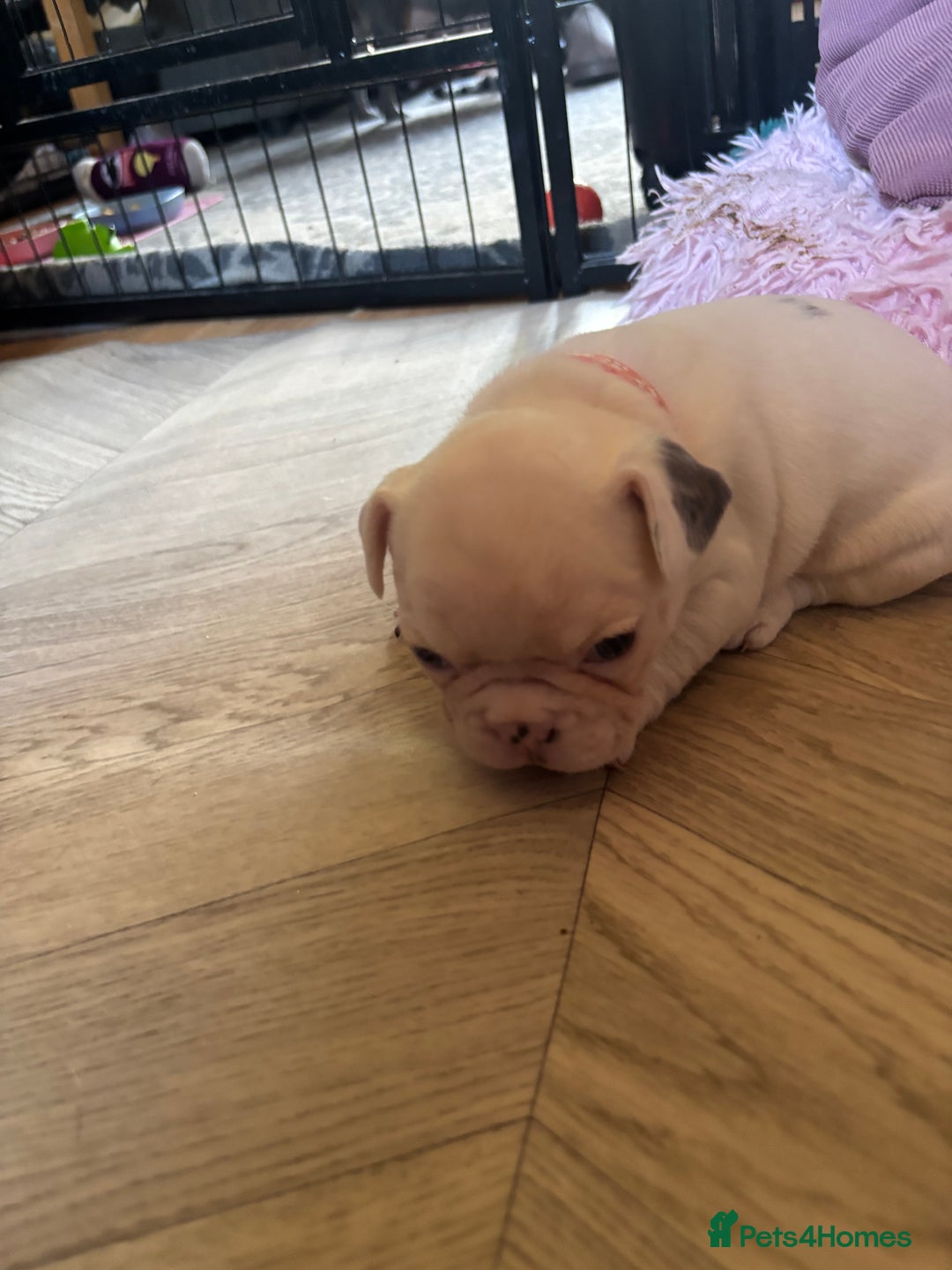 French Bulldog dogs for sale: Chunky French bulldog 3x girl puppies 23/10/25 - Image 4
