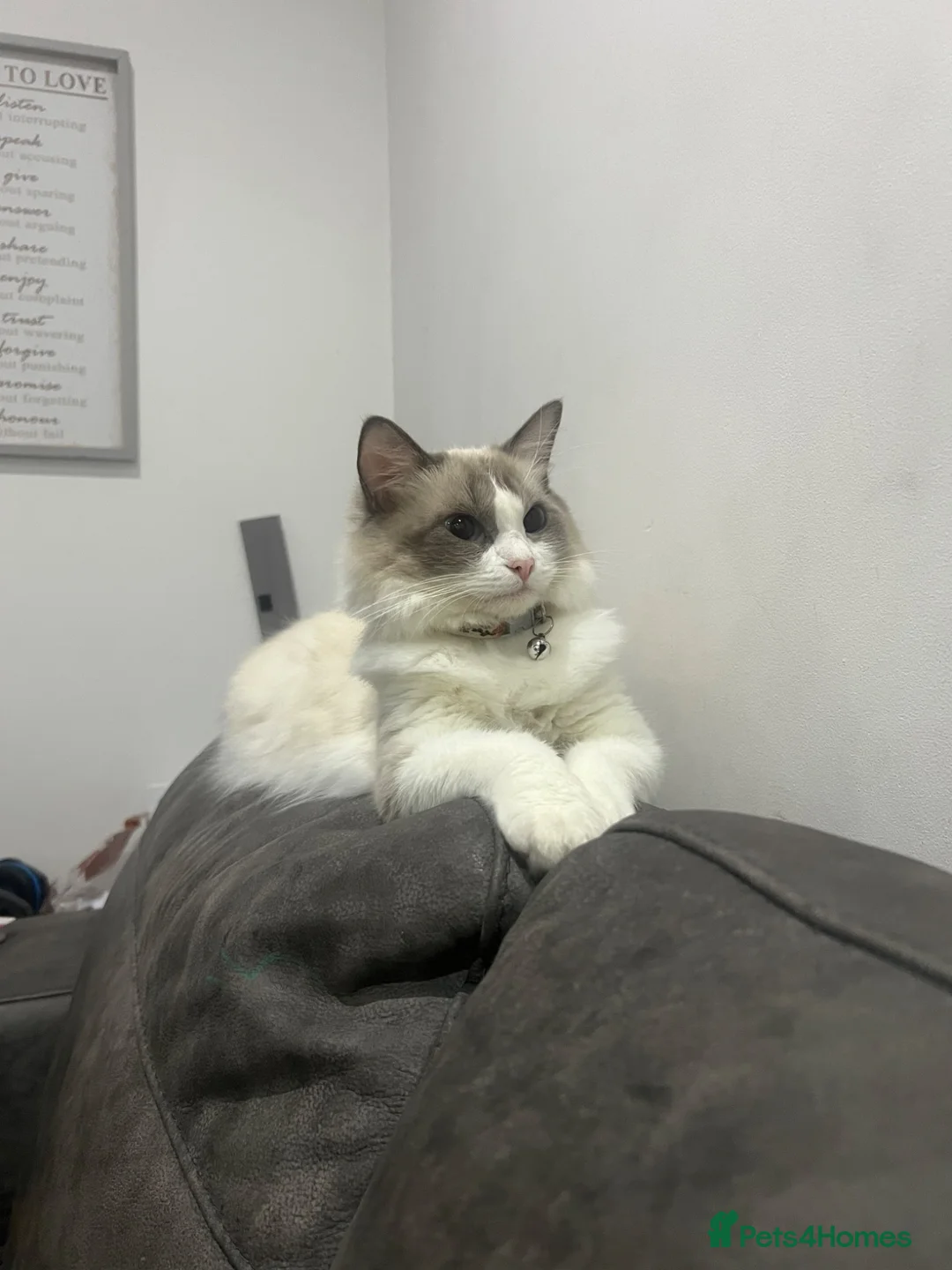 Ragdoll cats for sale: Beautiful ragdoll female  - Advert 22