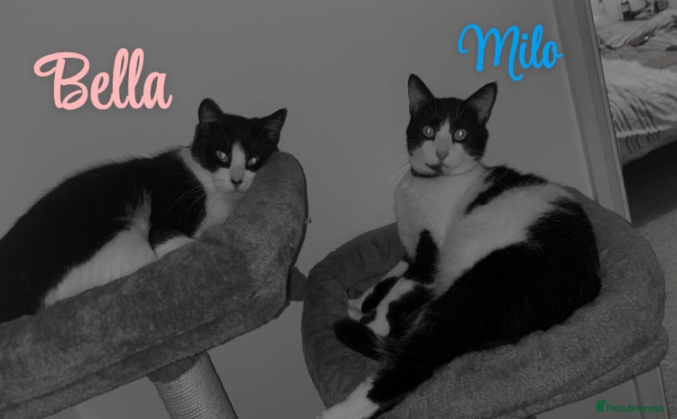 British Shorthair cats - Advert 1