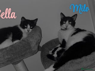 British Shorthair cats - Advert 26