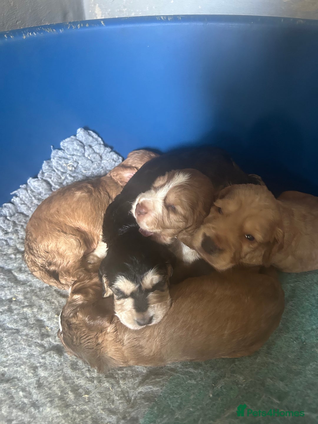 Cocker Spaniel dogs for sale: Adorable Kc reg Cocker pups - Image 25