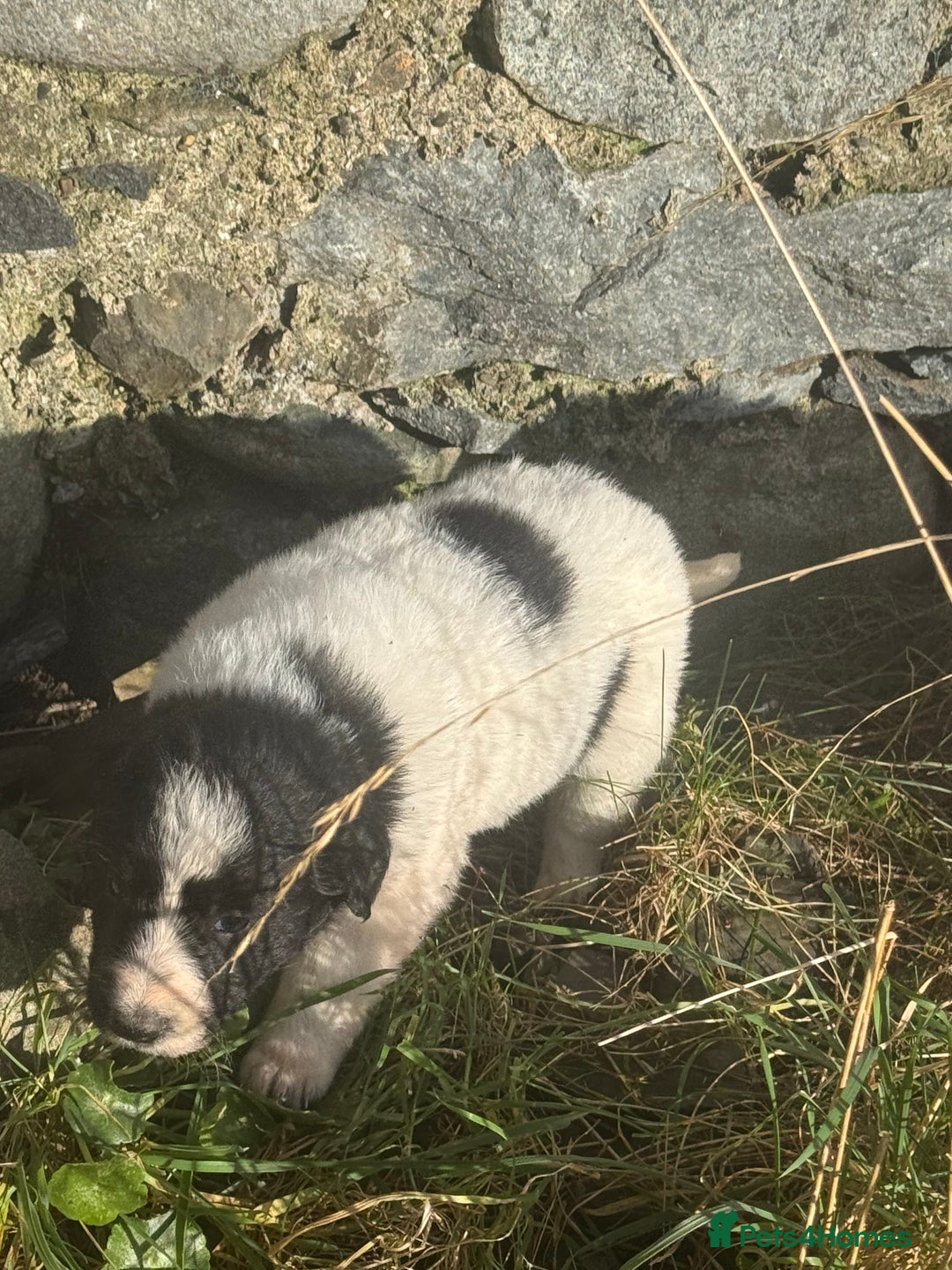 Border Collie dogs for sale: Very cute Border Collie Pups From Working Dogs - Advert 12