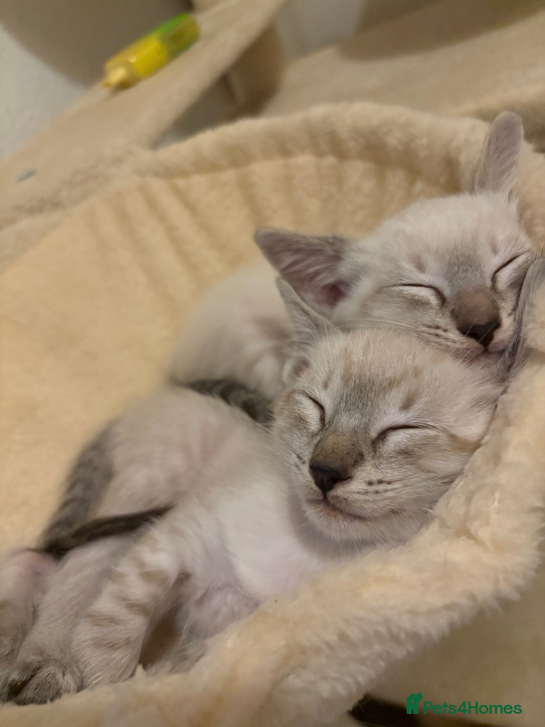 Ragdoll cats for sale: Ragdoll x Oriental kittens  - Image 26