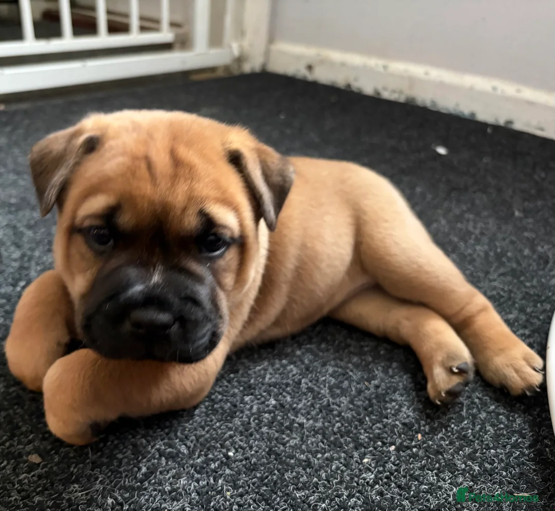 Mixed Breed dogs for sale: Staff cross chow chow  in Chipping Norton - Advert 3