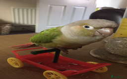 Conures birds for sale: Proven pair conurse - Image 7
