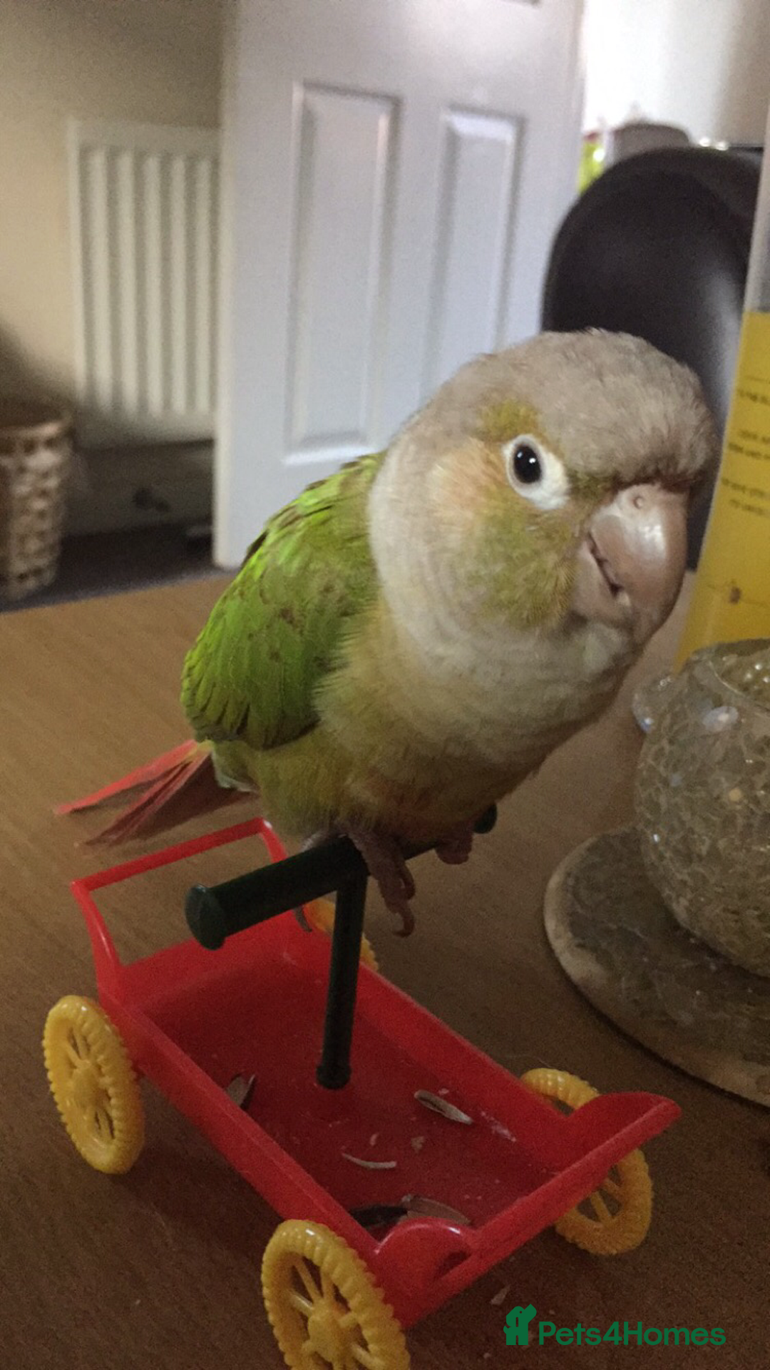 Conures birds for sale: Proven pair conurse - Image 7