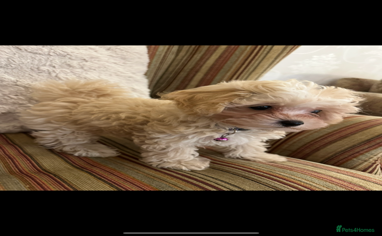 Maltipoo dogs - Advert 1