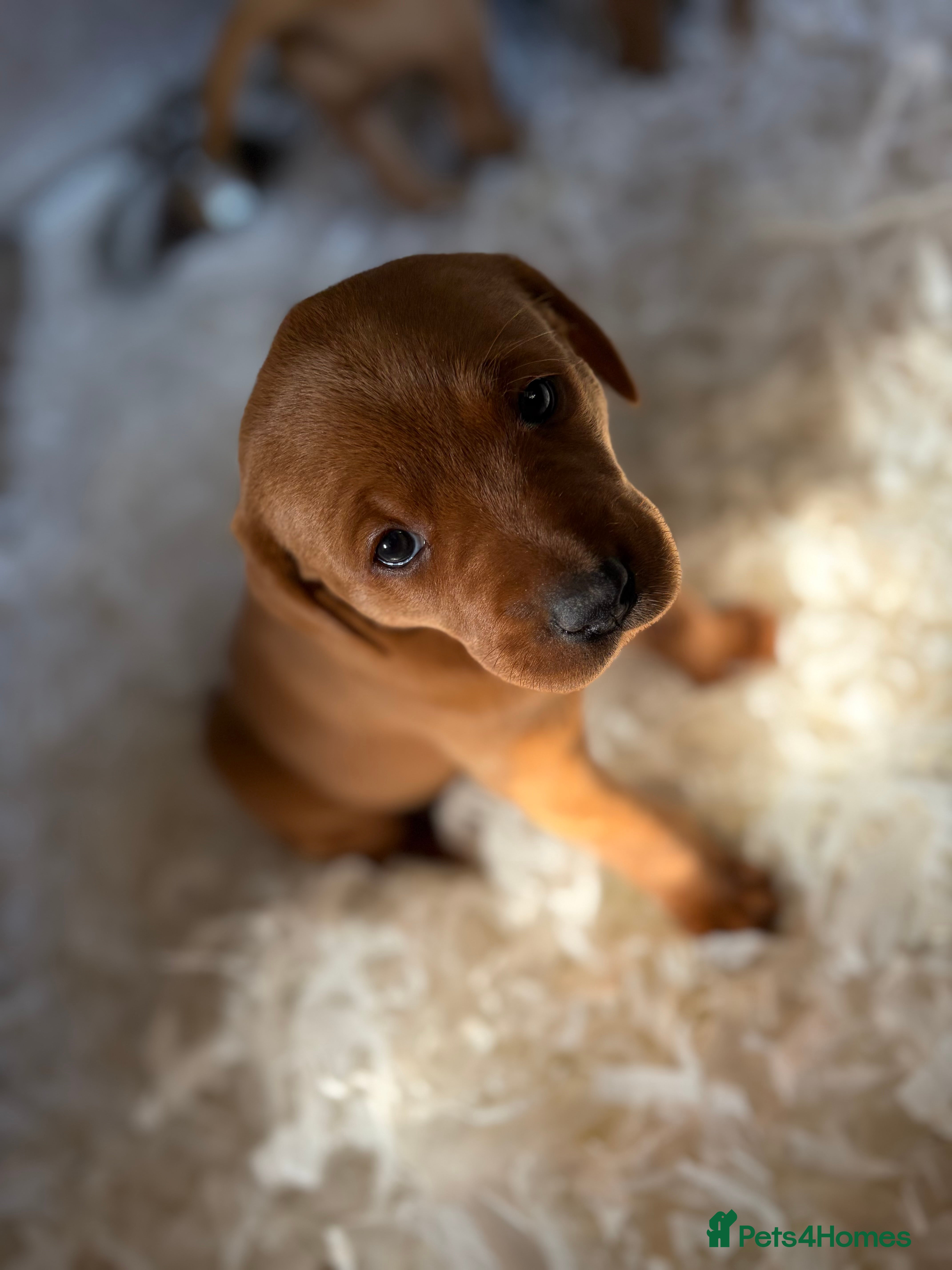 Labrador Retriever dogs Fox Red Labradors  - Advert 2