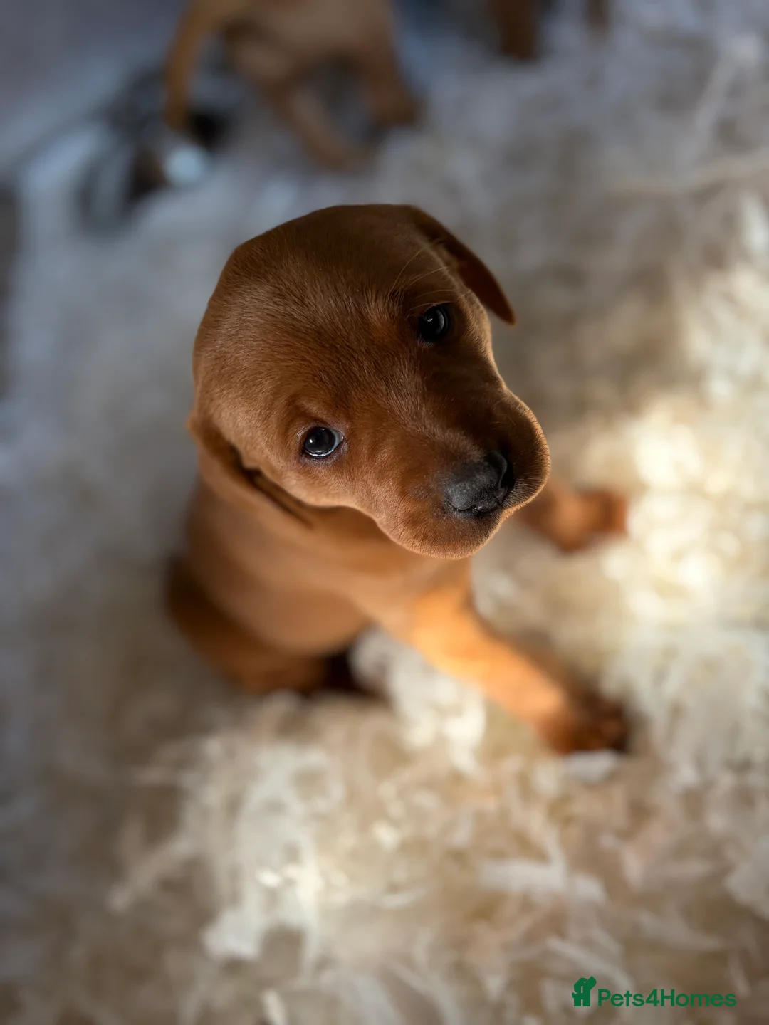 Labrador Retriever dogs for sale: Fox Red Labradors  - Advert 2