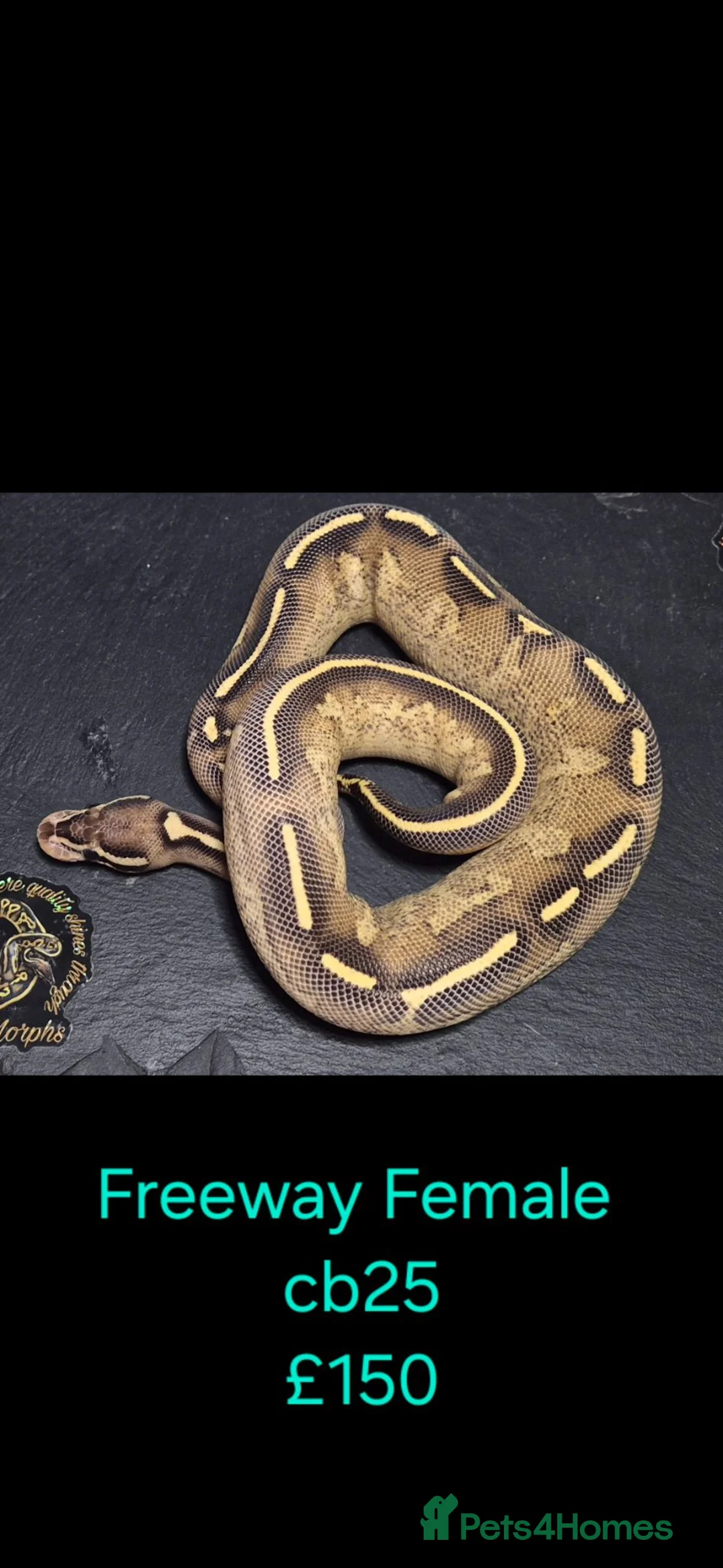Python Snake reptiles for sale: Variety of Royal Pythons - Advert 2