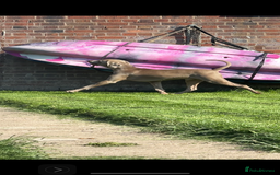 Weimaraner dogs for stud: Proven Stunning kc registered weimaraner for stud  in West Bromwich - Image 9