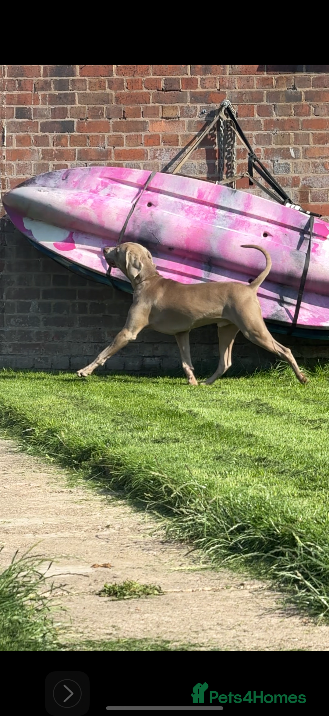 Weimaraner dogs for stud: Proven Stunning kc registered weimaraner for stud  in West Bromwich - Image 9