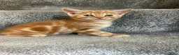 Mixed Breed cats for sale: Loving kittens looking for new family - Advert 10