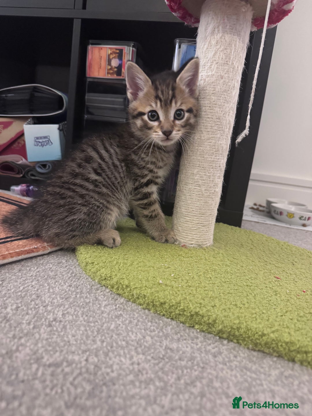 Mixed Breed cats for sale: 5 super cute kittens  - Image 12