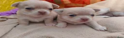 Chihuahua dogs for sale: KC reg , apple head short haired Chihuahuas - Advert 3