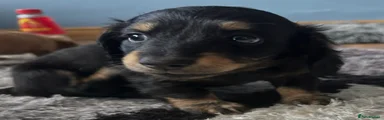 Miniature Dachshund 2