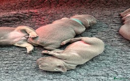 French Bulldog dogs for sale: 2nd litter of ⭐Jesus⭐️ natk9 frenchies - Image 18