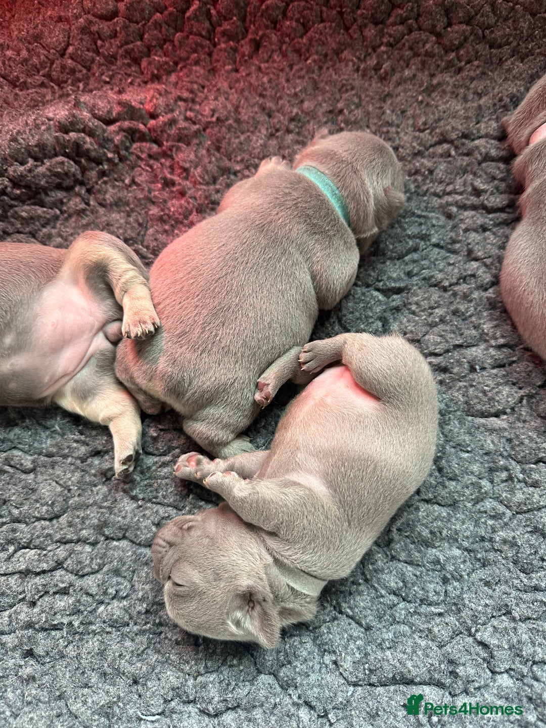 French Bulldog dogs for sale: 2nd litter of ⭐Jesus⭐️ natk9 frenchies - Image 18
