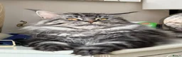 Maine Coon cats for stud: Beautiful main coon stud muffin in Smethwick - Advert 4