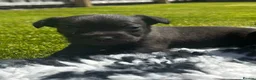 Patterdale Terrier dogs for sale: Patterdale Puppies For Sale - Advert 10