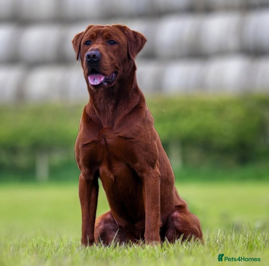 Labrador Retriever dogs for sale: Exceptionally dark fox red Labrador puppies  - Advert 11