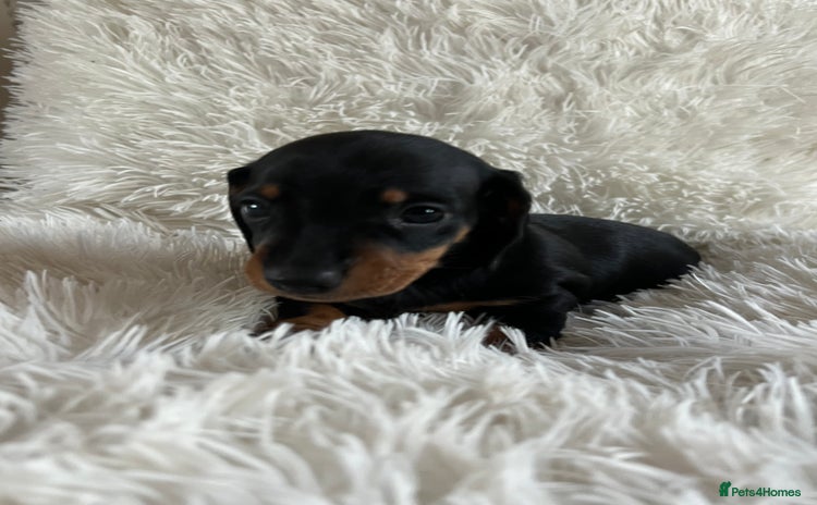 Miniature Dachshund dogs - Advert 4