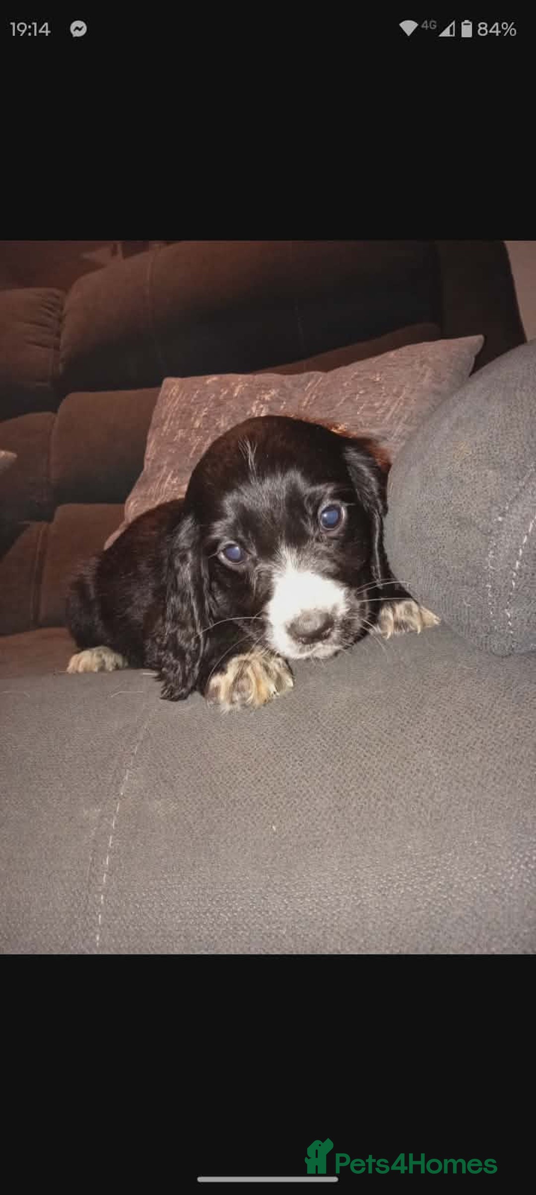 Cocker Spaniel dogs for sale: Working cocker spaniel pups  - Advert 6