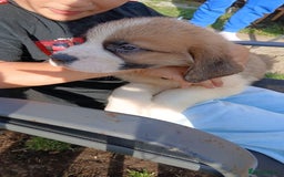 Saint Bernard dogs for sale: Saint Bernard puppies  - Image 20
