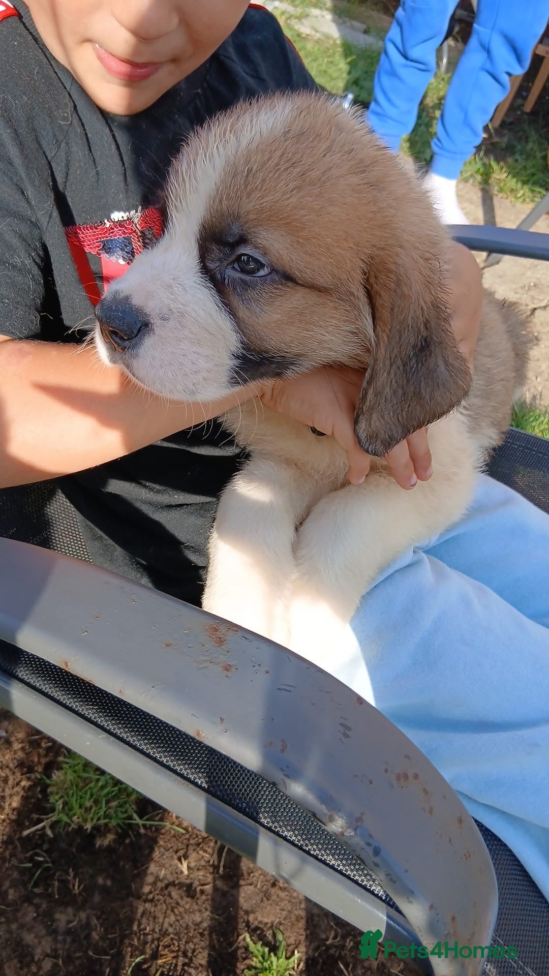 Saint Bernard dogs for sale: Saint Bernard puppies  - Image 20