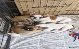 French Bulldog dogs for sale: French Bulldogs - Image 2