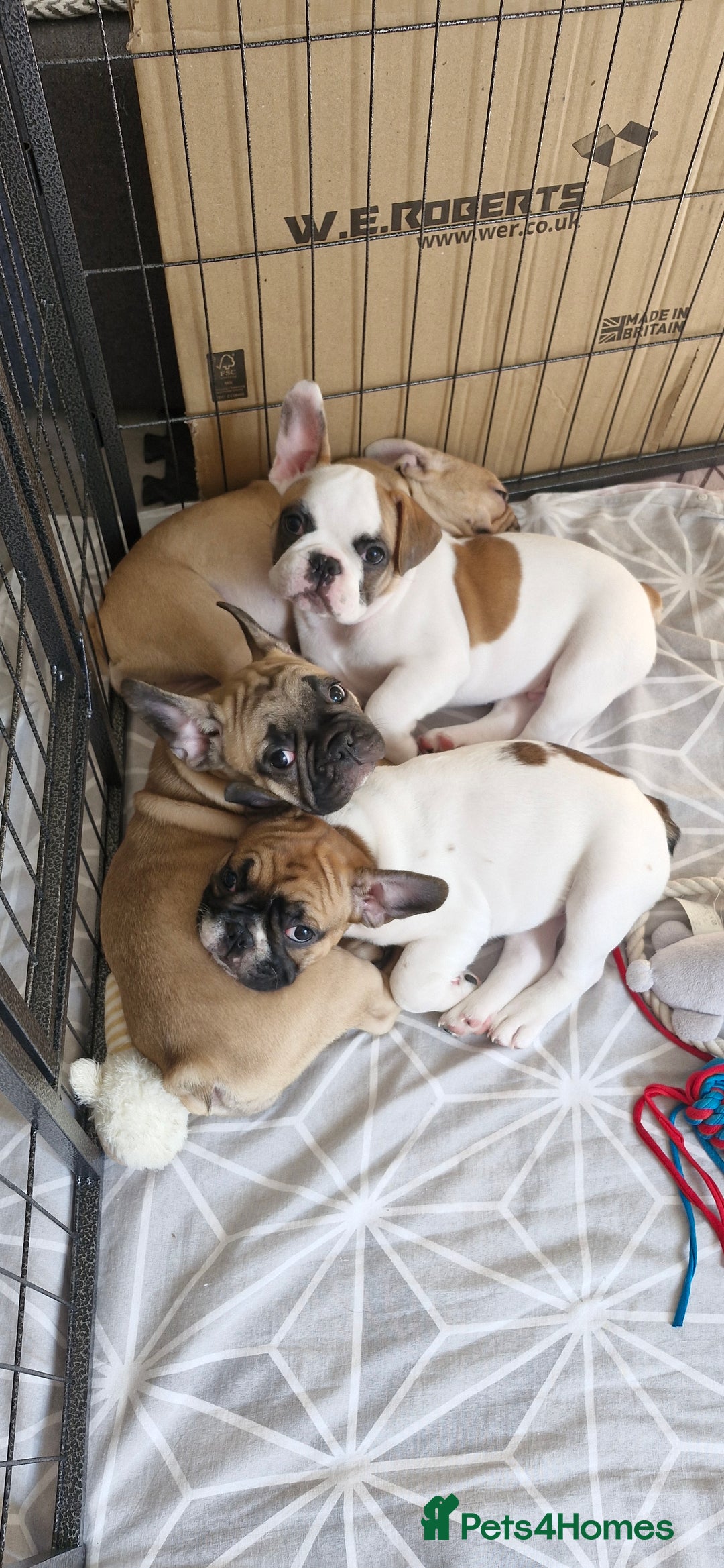 French Bulldog dogs for sale: French Bulldogs - Image 2