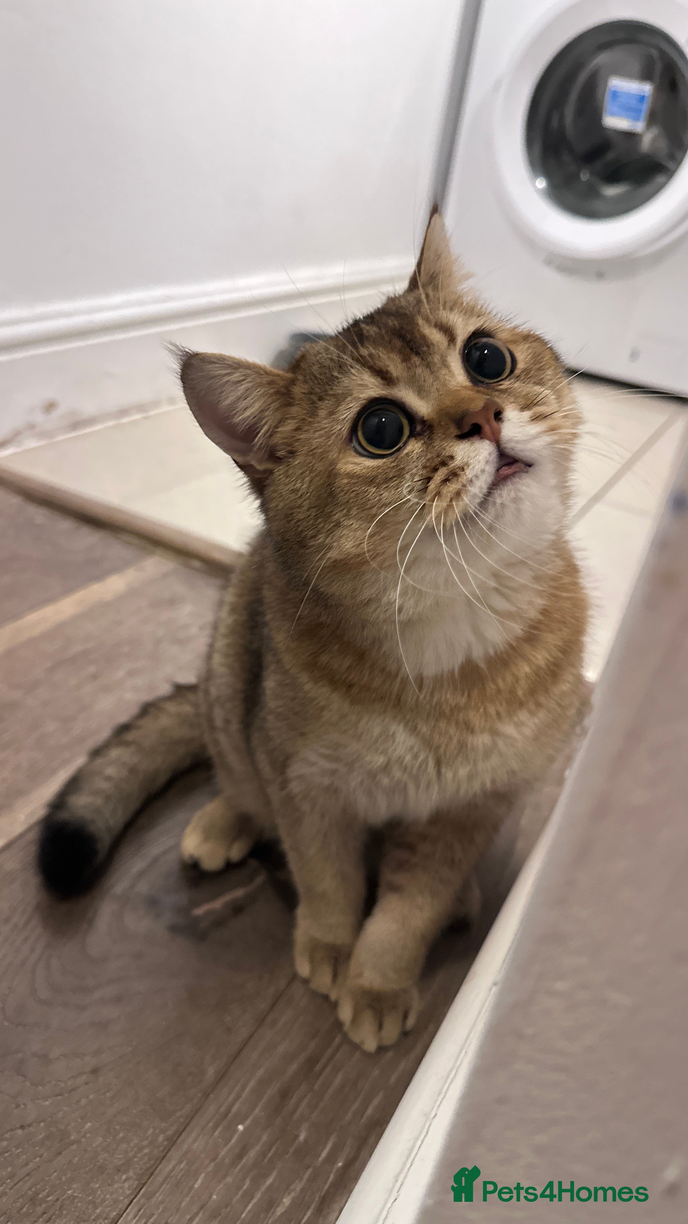 Scottish Fold cats Scottish Fold Male - Advert 3