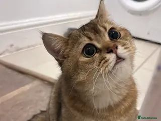 Scottish Fold cats Scottish Fold Male - Advert 3