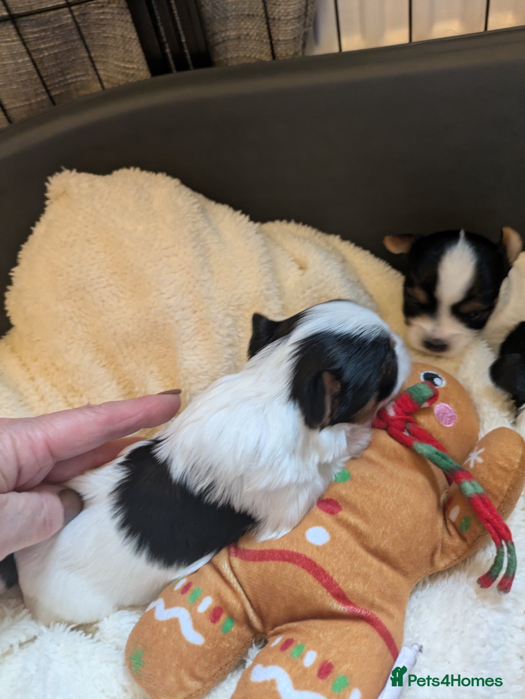 Biewer Terrier dogs for sale: Adorable Purebred Biewers  - Image 22