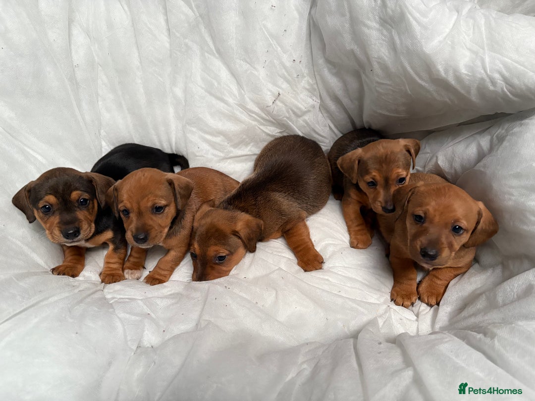 Mixed Breed dogs for sale: Beautiful litter of teckels  - Image 1