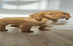 Cocker Spaniel dogs for sale: Health tested working cocker spaniels  - Image 30