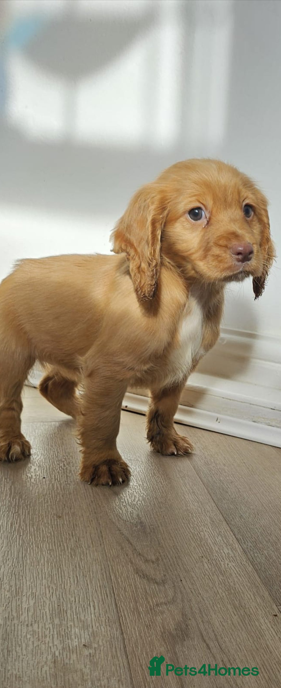 Cocker Spaniel dogs for sale: Health tested working cocker spaniels  - Image 30