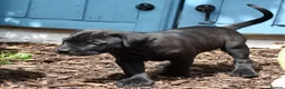 Mixed Breed dogs for sale: Cane Corso / Bullmastiff Puppies ready to  go. - Advert 18