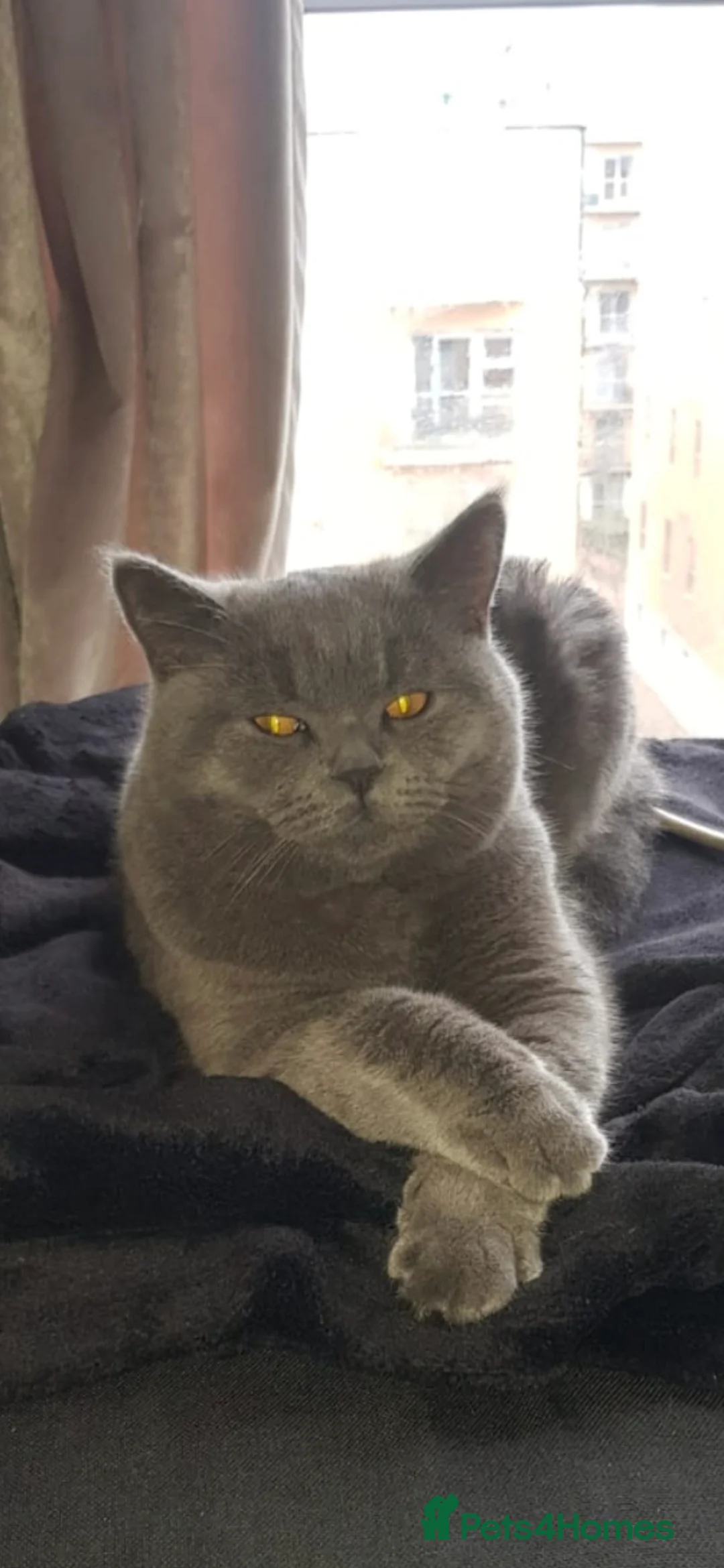British Shorthair cats for stud: Stud Pedigree Actice Available, Friendly Gentle - Advert 4