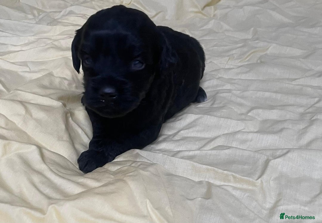 Cockapoo dogs for sale: F2 cockapoo puppies for sale - Advert 2