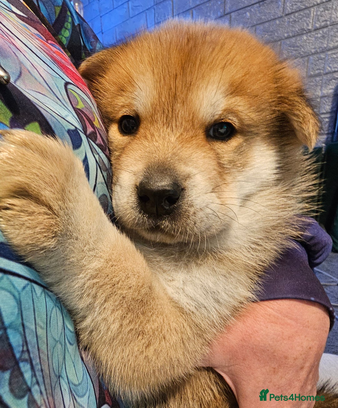 Mixed Breed dogs for sale: Chowsky puppies ready to go chow x siberian husky - Advert 31