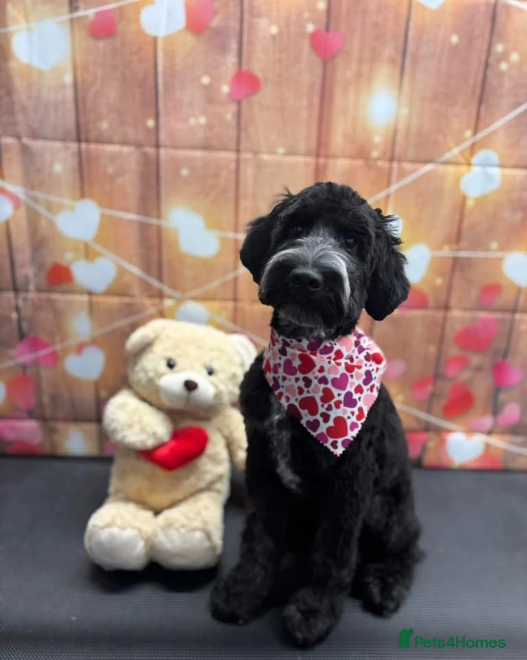 Cockapoo dogs for sale: 9 months old cockapoo  in Wellingborough - Advert 1