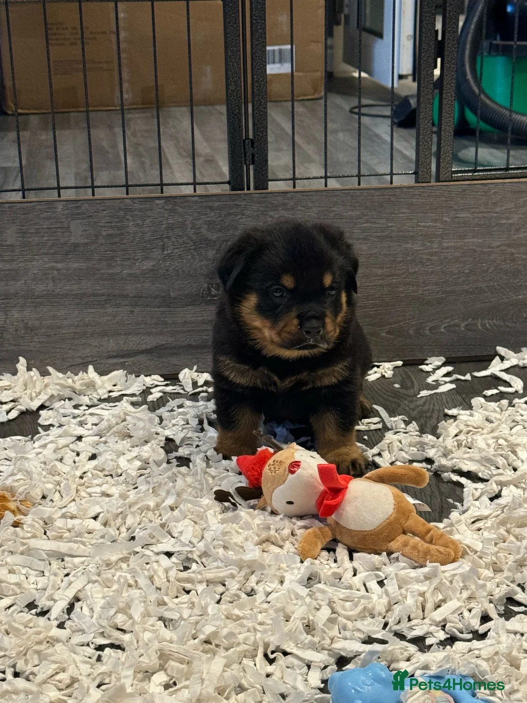 Rottweiler dogs for stud: KC REGISTERED ROTTWEILER in Worcester - Advert 9
